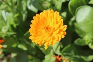 Artistic focus on Ruddles Calendula Mary gold flowers flourishing under perfect sunlight. photo