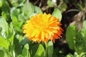 Beautiful cluster of Ruddles Calendula Mary gold blossoms thriving in lush surroundings. photo