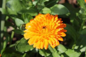 Elegant Ruddles Calendula Mary gold flowers adding a splash of color to the landscape. photo