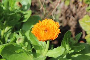 Scenic natural beauty of Ruddles Calendula Mary gold flowers in full radiant bloom. photo