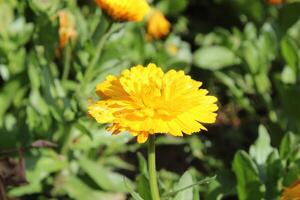 Delicate Ruddles Calendula Mary gold flowers highlighted in soft evening garden light. photo