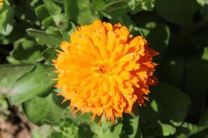Lovely Ruddles Calendula Mary gold blossoms adding brightness to an outdoor garden view. photo