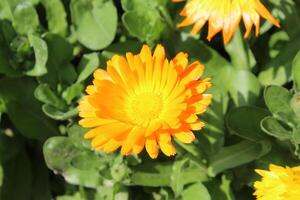 Radiant display of Ruddles Calendula Mary gold blooms glowing in beautiful natural light. photo