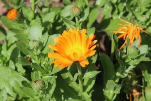Amazing floral artistry of Ruddles Calendula Mary gold blossoms captured under daylight. photo