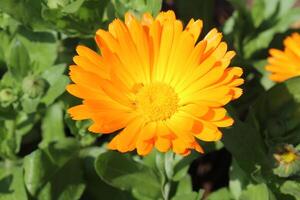 Scenic photograph of Ruddles Calendula Mary gold in full bloom under vibrant sunlight. photo