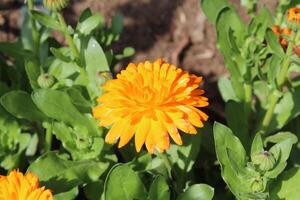 Gorgeous Ruddles Calendula Mary gold blossoms thriving in harmonious garden conditions. photo