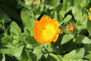 Radiant blooms of Ruddles Calendula Mary gold thriving in nature's serene environment. photo