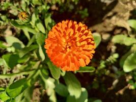 Amazing macro shot of Ruddles Calendula Mary gold petals with intricate floral patterns. photo