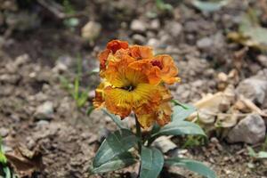 Delightful capture of Erysimum cheiri, Cheiranthus cheiri or the wallflower in vivid detail. photo