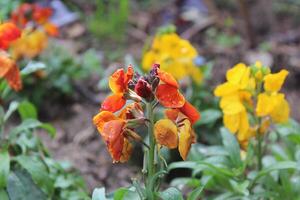 Stunning Erysimum cheiri, Cheiranthus cheiri or the wallflower blossoms in full bloom. photo