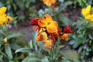 Tranquil scene featuring Erysimum cheiri, Cheiranthus cheiri or the wallflower blossoms. photo