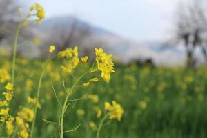 A field of yellow flowers with a mountain in the background photo