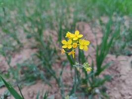 A yellow flower growing in the middle of a field photo