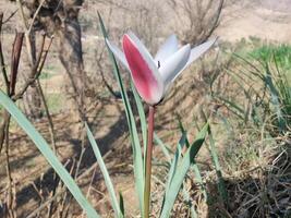 A single flower with a red and white center photo