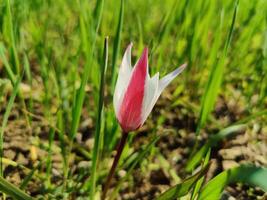 A single flower in the grass with green leaves photo