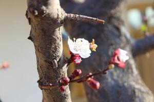 A branch with flowers on it photo