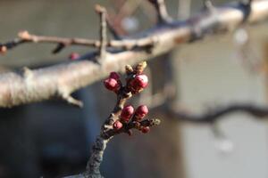A branch with red berries on it photo