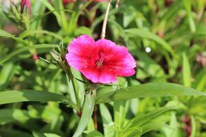 A pink flower is in the middle of some green plants photo