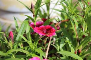 A close up of a pink flower in a garden photo