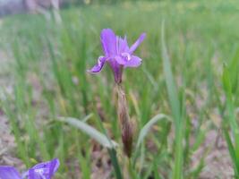 Amazing scene showcasing dwarf iris Barbary nut Moraea sisyrinchium blooms in spring. photo