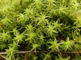 Captivating Rugose Forkmoss Dicranum polysetum Dicranales moss in a macro perspective. photo