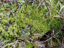 Vibrant green Rugose Forkmoss Dicranum polysetum Dicranales showcasing intricate patterns. photo