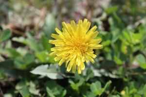A patch of Dandelions Taraxacum Hawkweed yellow flowers glowing in golden hues. photo