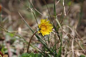 Softly lit Dandelions Taraxacum Hawkweed blossoms spreading joy through nature. photo