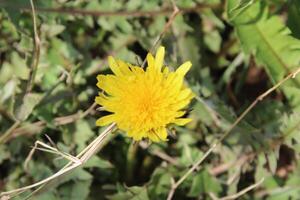 Stunning close-up of Dandelions Taraxacum Hawkweed yellow petals against greenery. photo