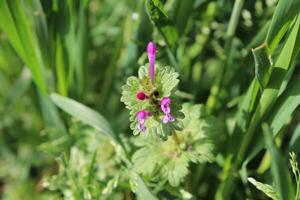Radiant pink flowers of Lamium amplexicaule Henbit deadnettle swaying in a gentle breeze. photo