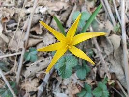 Elegant Yellow Colchicum Flower Close-Up in Natural Light photo