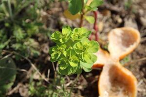 The Euphorbia helioscopia, Sun Spurge or Madwoman's milk photo