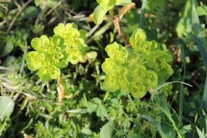 A group of green flowers in the grass photo