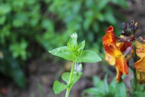 Brilliant Stellaria media Common Chickweed flowers brightening a quiet meadow landscape. photo