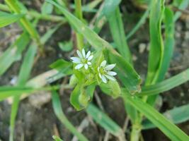 Scenic view of Stellaria media Common Chickweed spreading its tiny flowers across the field. photo