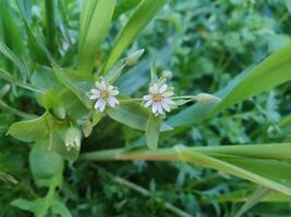 Gorgeous Stellaria media Common Chickweed flourishing in the midst of fresh green foliage. photo