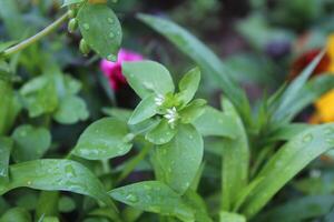 Graceful Stellaria media Common Chickweed flowers blooming under soft sunlight outdoors. photo