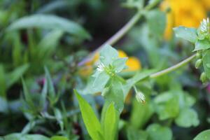 Delicate Stellaria media Common Chickweed flowers creating a beautiful scene in the wild. photo