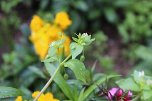Vibrant Stellaria media Common Chickweed blossoms growing in a lush green natural habitat. photo