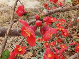 Colorful array of Chinese Quince Chaenomeles speciosa blossoms in a peaceful setting. photo