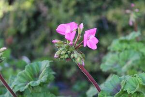 A pink flower is growing on a green stem photo