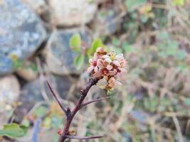 A small flower on a branch in front of a rock photo