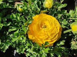 Bunch of colorful Ranunculus Persian Buttercup blooms on display,. photo