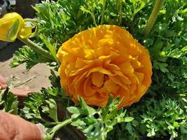 Single Ranunculus Persian Buttercup flower captured with elegance photo