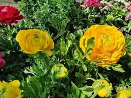 Ranunculus Persian Buttercup blossoms as the centerpiece of a garden view photo
