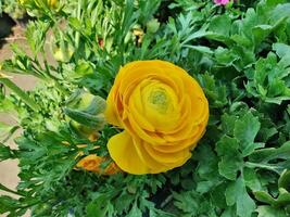 Artistic collection of Ranunculus Persian Buttercup blooms with lush foliage. photo