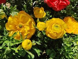Captivating Ranunculus Persian Buttercup flowers under serene daylight. photo