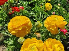 Perfect combination of Ranunculus Persian Buttercup flowers in bloom. photo