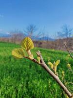 A tree branch with leaves on it in front of a green field photo