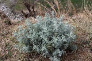 A plant with gray leaves growing in the grass photo